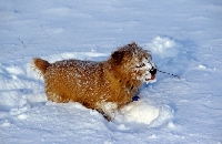 Picture of norfolk terrier playing in snow