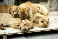 Picture of norfolk terrier puppies from nanfan kennels, one cleaning another's ear