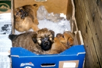 Picture of norfolk terrier puppies in a cardboard whelping box 