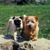 Picture of norfolk terrier puppy and pug puppy standing on a wall