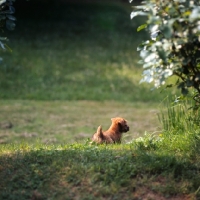 Picture of norfolk terrier puppy at 10 weeks