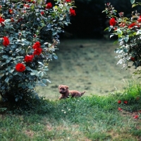 Picture of norfolk terrier puppy at 10 weeks, with roses