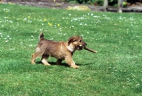 Picture of norfolk terrier puppy carrying a stick