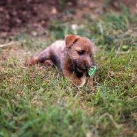 Picture of norfolk terrier puppy chewing some paper