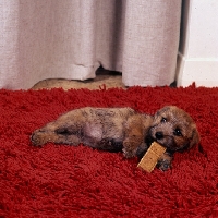 Picture of norfolk terrier puppy chewing a biscuit