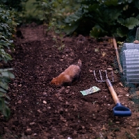 Picture of norfolk terrier puppy digging in vegetable garden