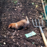 Picture of norfolk terrier puppy digging in soil