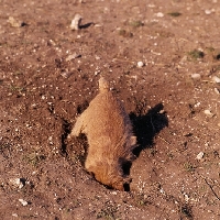 Picture of norfolk terrier puppy digging in earth