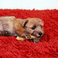 Picture of norfolk terrier puppy eating a biscuit