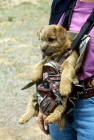 Picture of norfolk terrier puppy in a carrying bag in usa