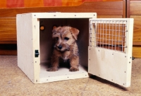 Picture of norfolk terrier puppy in carrying box