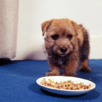 Picture of norfolk terrier puppy in front of dish of food