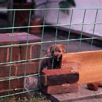 Picture of norfolk terrier puppy in makeshift puppy pen