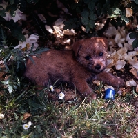 Picture of norfolk terrier puppy laying in flowers