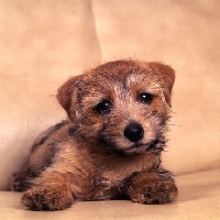 Picture of norfolk terrier puppy laying in a chair