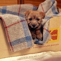 Picture of norfolk terrier puppy laying on a blanket in a box