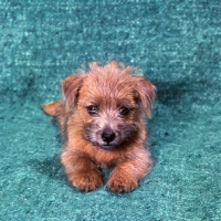 Picture of norfolk terrier puppy lying on green background