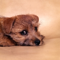 Picture of norfolk terrier puppy lying on a armchair