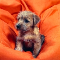 Picture of norfolk terrier puppy on a beanbag