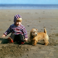 Picture of norfolk terrier puppy on a beach with a boy