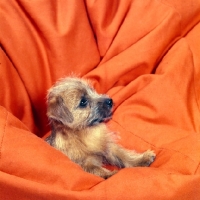 Picture of norfolk terrier puppy on a bean bag