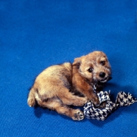 Picture of norfolk terrier puppy playing with a toy