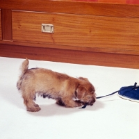 Picture of norfolk terrier puppy playing with a shoelace
