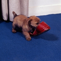 Picture of norfolk terrier puppy playing with a slipper