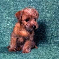 Picture of norfolk terrier puppy sitting