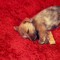 Picture of norfolk terrier puppy sleeping on a red rug
