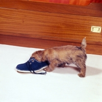 Picture of norfolk terrier puppy smelling a shoe