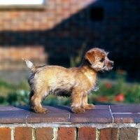 Picture of norfolk terrier puppy standing on a wall