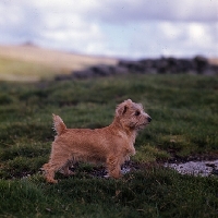 Picture of norfolk terrier puppy standing on a hillside