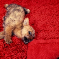 Picture of norfolk terrier puppy stretching on a red rug