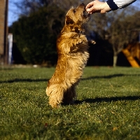 Picture of norfolk terrier receiving reward