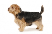 Picture of Norfolk terrier side view on white background