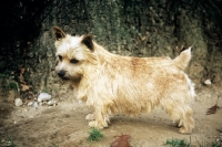 Picture of norfolk terrier side view