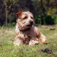 Picture of norfolk terrier sitting in grass