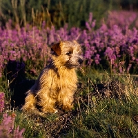 Picture of norfolk terrier sitting in heather