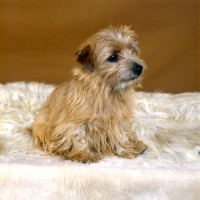 Picture of norfolk terrier sitting on  rug