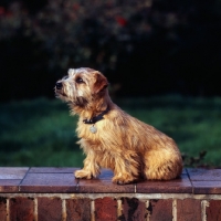 Picture of norfolk terrier sitting on a wall, side view