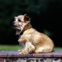 Picture of norfolk terrier sitting on a wall