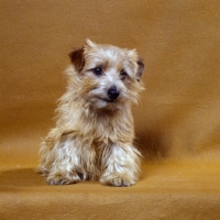 Picture of norfolk terrier sitting on brown background