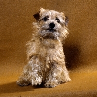 Picture of norfolk terrier sitting