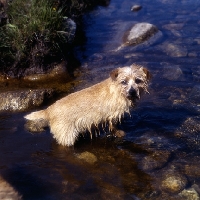 Picture of norfolk terrier standing in a stream