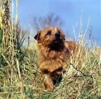 Picture of norfolk terrier standing in dry grass