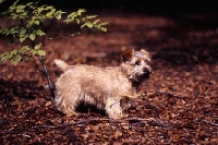 Picture of norfolk terrier standing in leaves