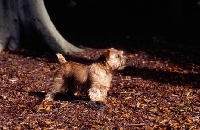 Picture of norfolk terrier standing in leaves