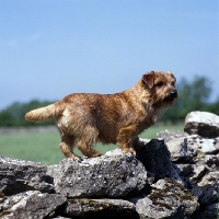 Picture of norfolk terrier standing on a wall