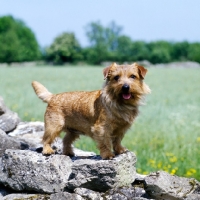 Picture of norfolk terrier standing on a wall